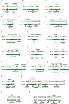 Comparative genomics of Deinococcus radiodurans: unveiling genetic discrepancies between ATCC 13939K and BAA-816 strains